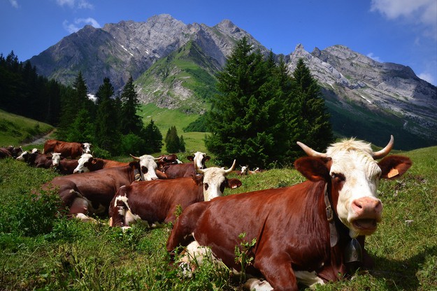 col des Aravis.jpg